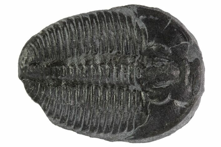 Elrathia Trilobite Fossil - Utah #97081